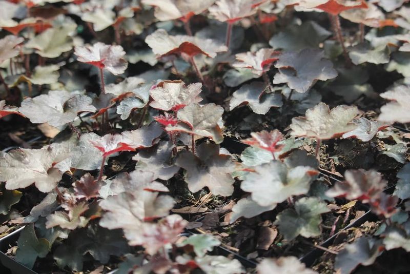 Heuchera 'Palace Purple' For Reliable Color In Oregon Shade