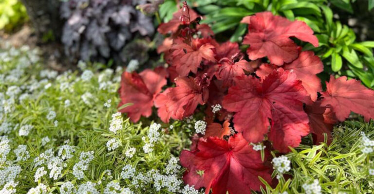 coral bells (featured image)