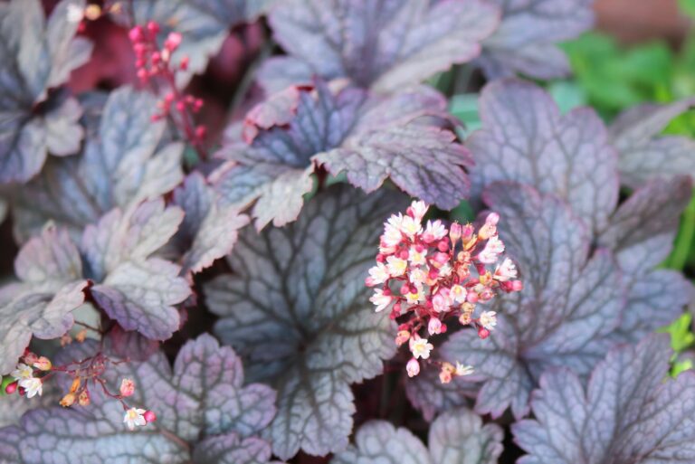 plum pudding coral bells