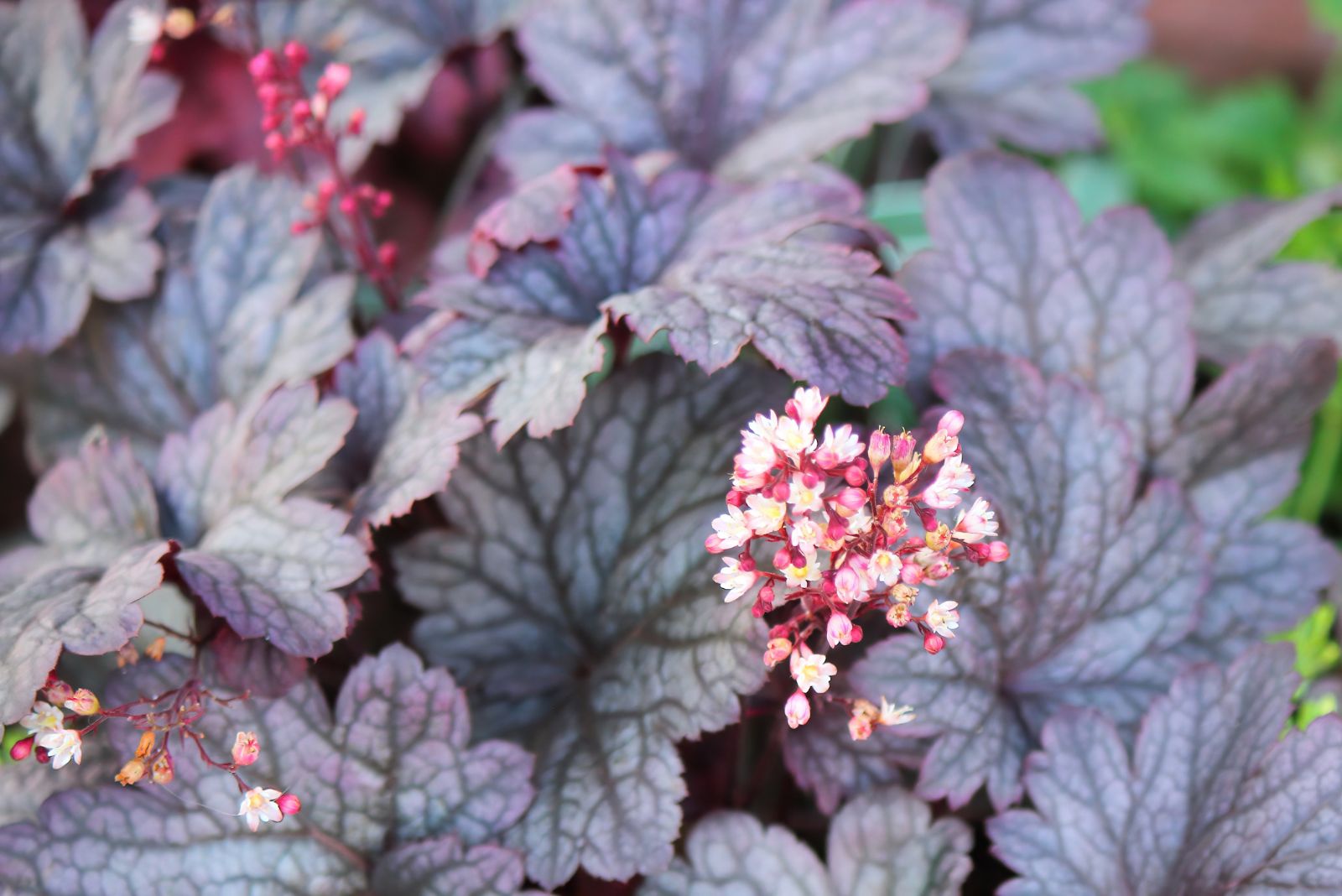 9 Coral Bells Varieties That Thrive In Shaded Michigan Gardens