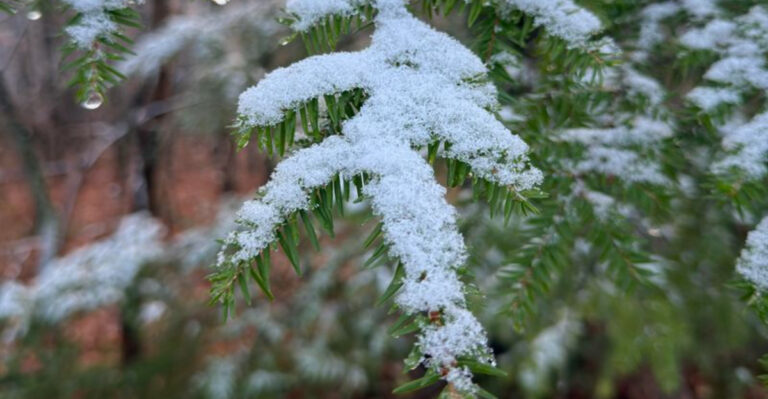 evergreen in winter garden