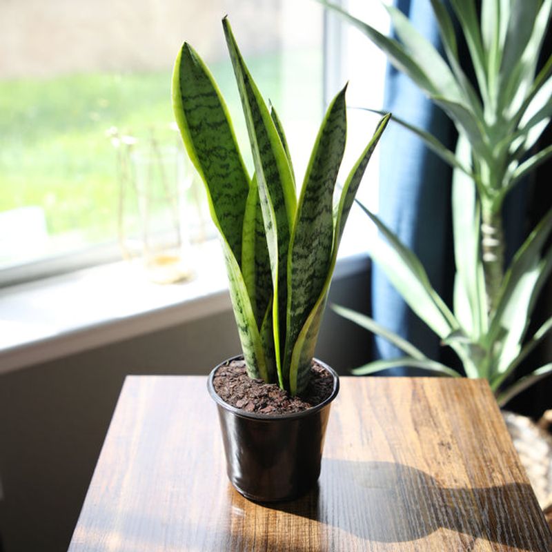 Snake Plant