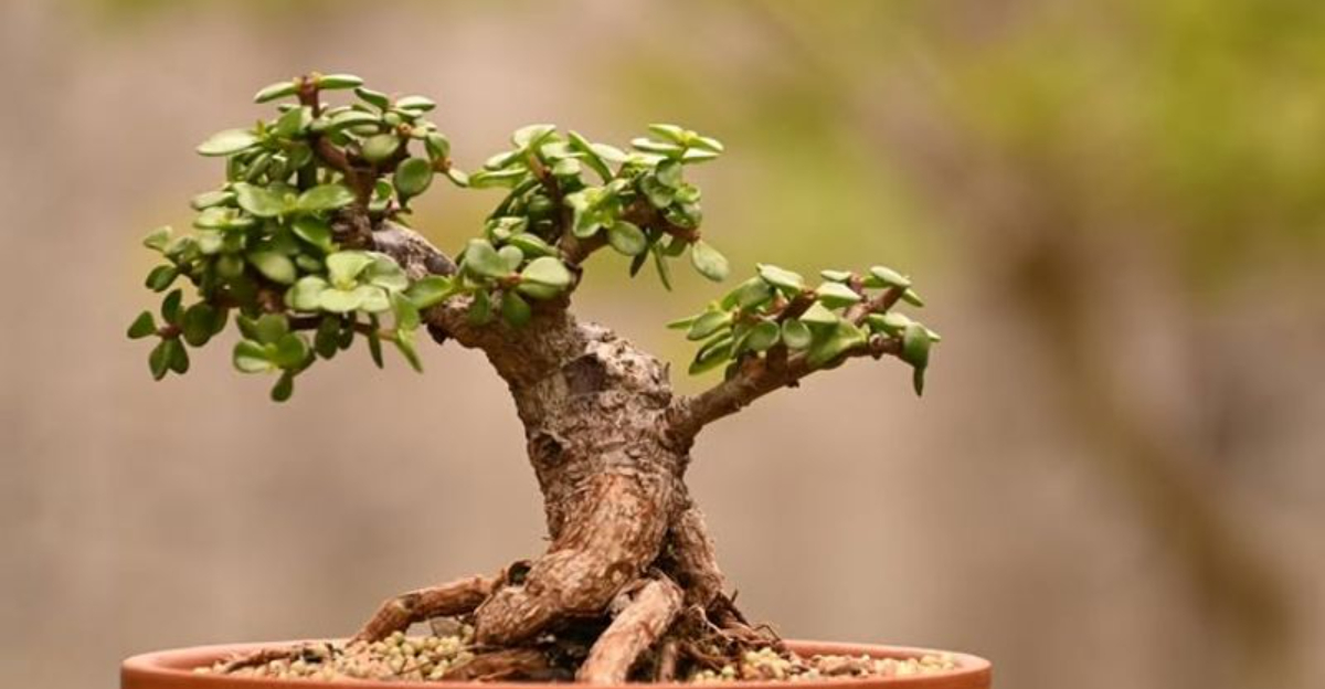 9 Easy Houseplants For People Who Can’t Keep Up With Watering