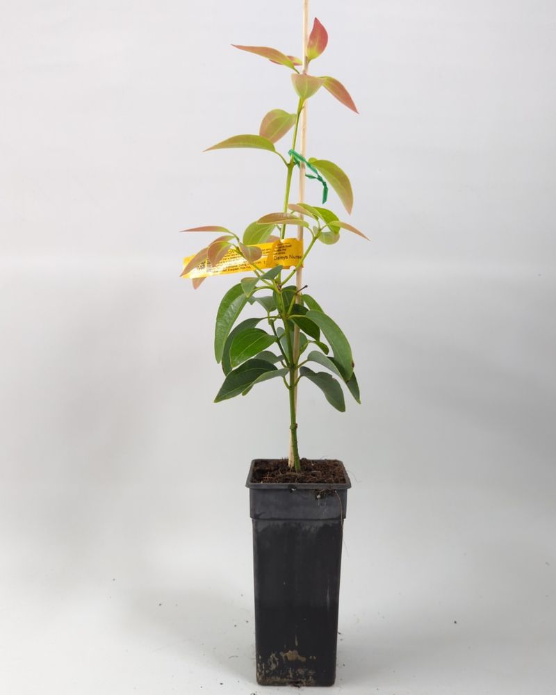 #10 Prune And Harvest To Encourage Bushy Growth