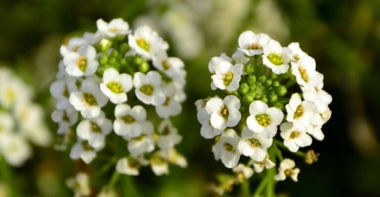 Alyssum