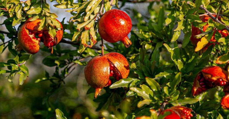pomegranate tree