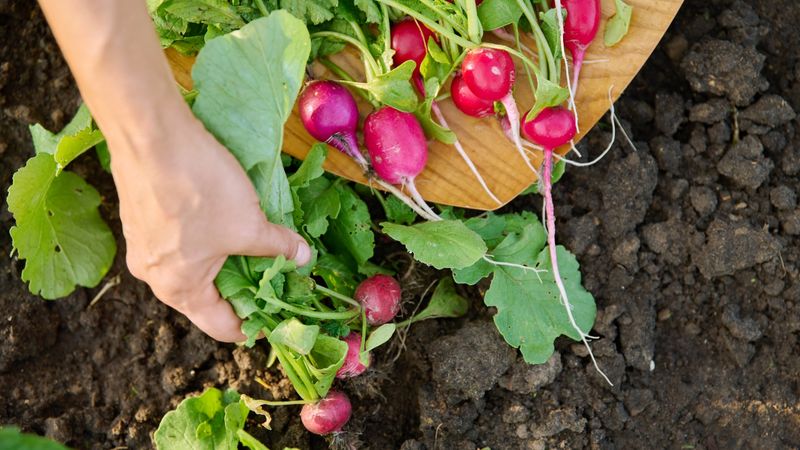 Harvest All Cold-Sensitive Vegetables