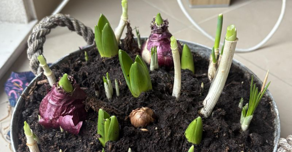 9 Gardening Tasks Pennsylvania Gardeners Should Complete Before January