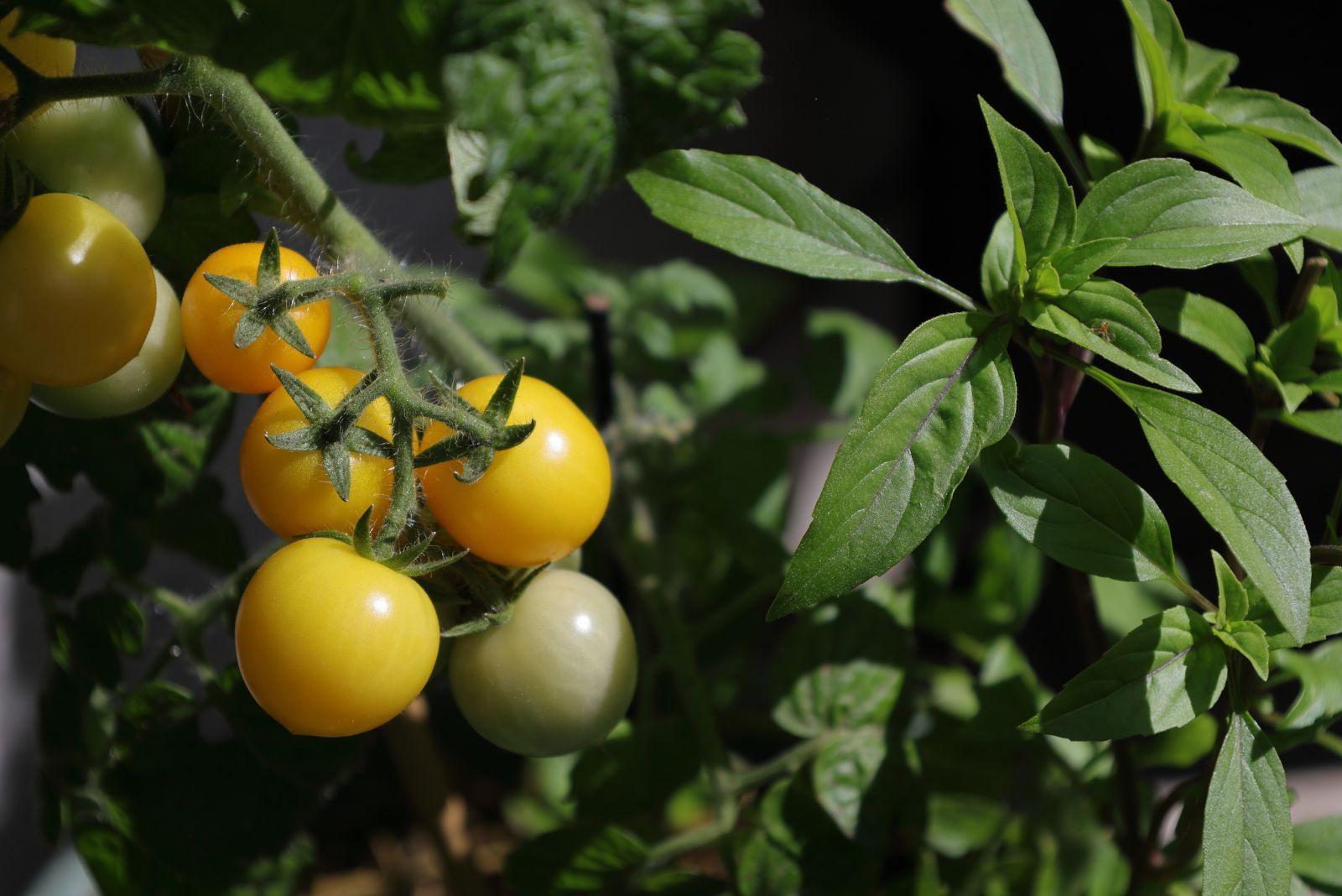 9 Georgia Garden Favorites That Grow Stronger When They Have Company