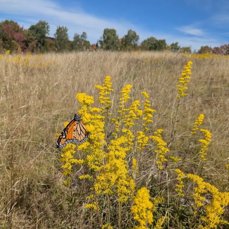 Critical Late-Season Pollinator Support