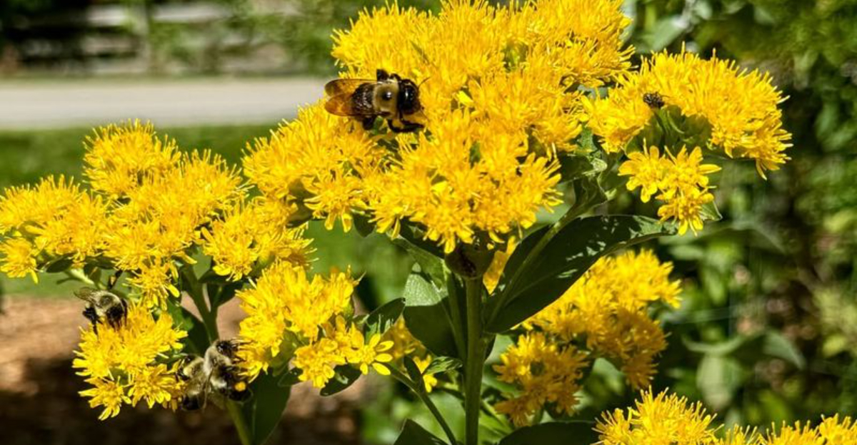 9 Goldenrod Benefits North Carolina Gardeners Should Know