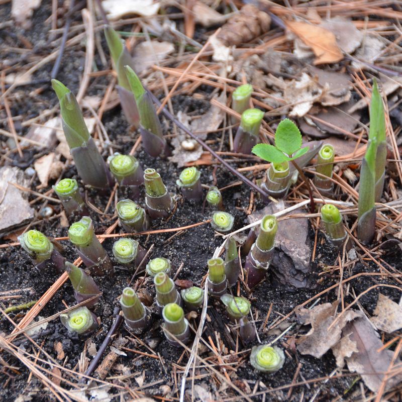 Clean, Angled Cuts On Plant Stems And Leaves