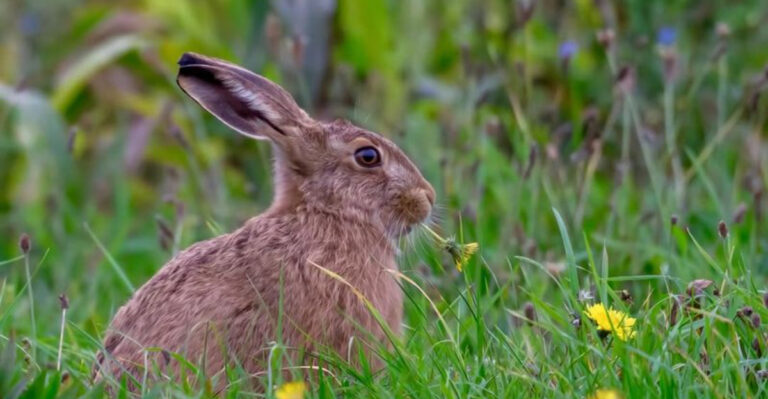 rabbit in grass