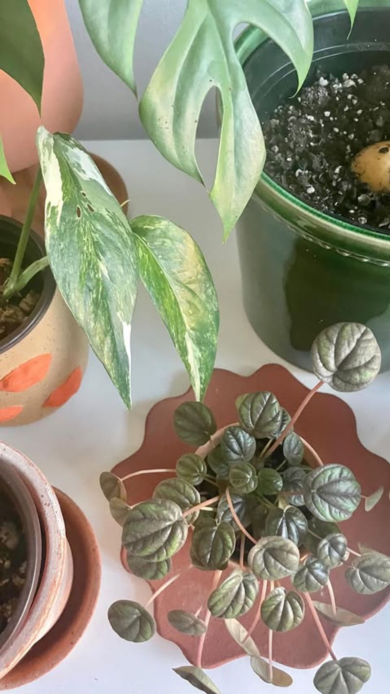 Watering On The Same Schedule As Summer