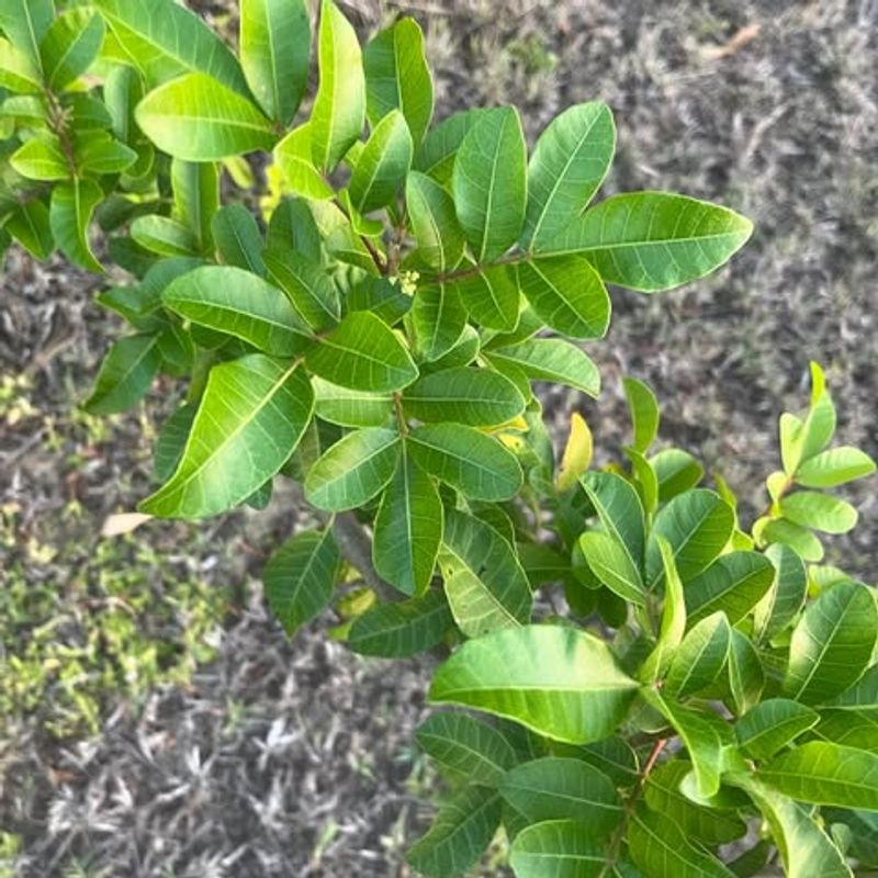 Brazilian Pepper Tree