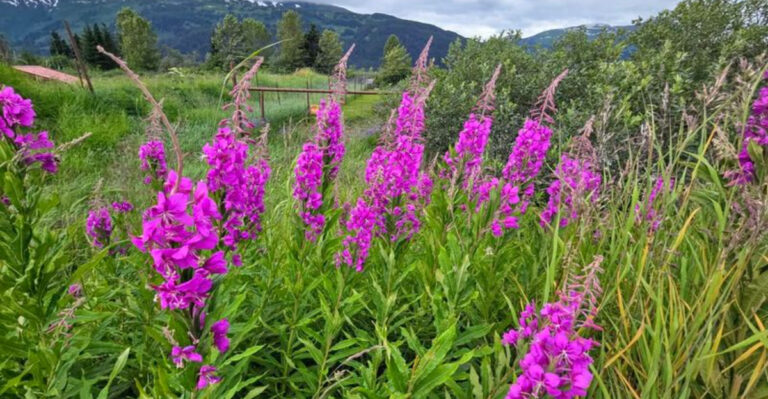 Purple Loosestrife
