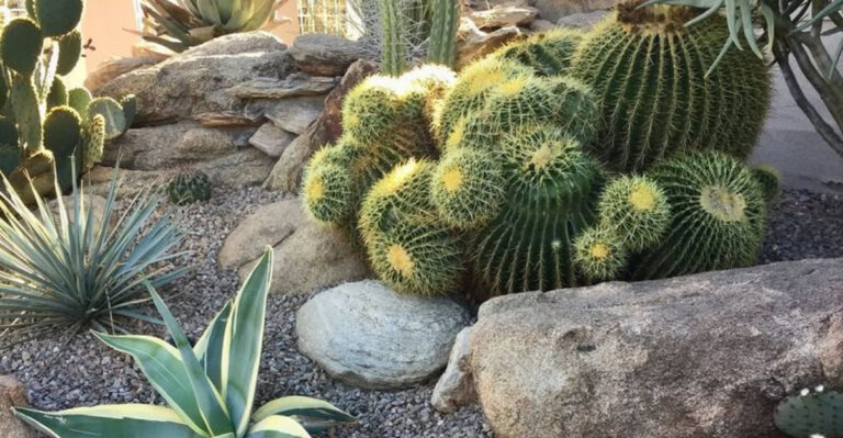 nevada cactii yard