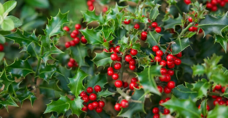 american holly