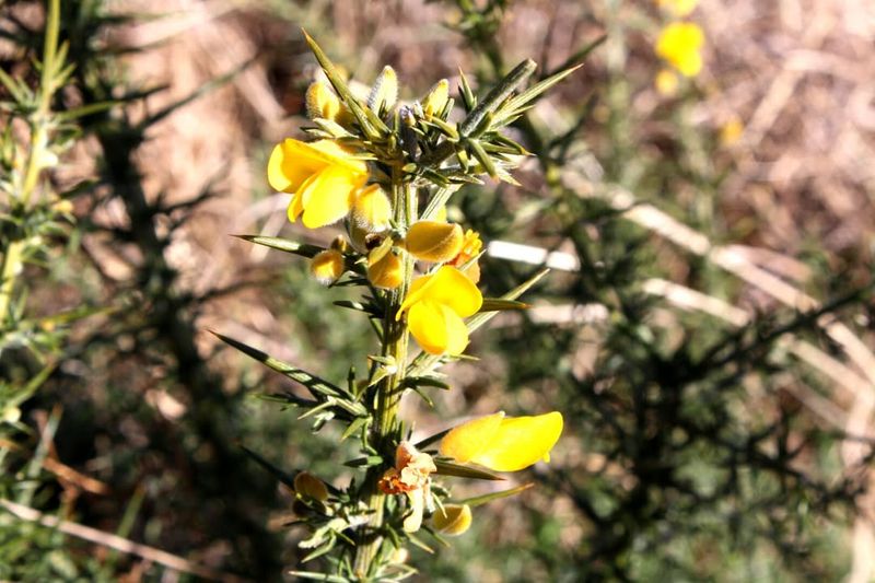 Bishop's Weed (Aegopodium podagraria)