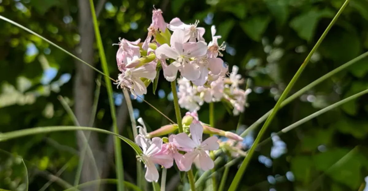 9 Perennials Ohio Gardeners Should Avoid Planting In Their Yards