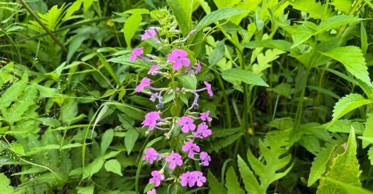 9 Plants That Are Now Restricted Or At Risk In Colorado Gardens