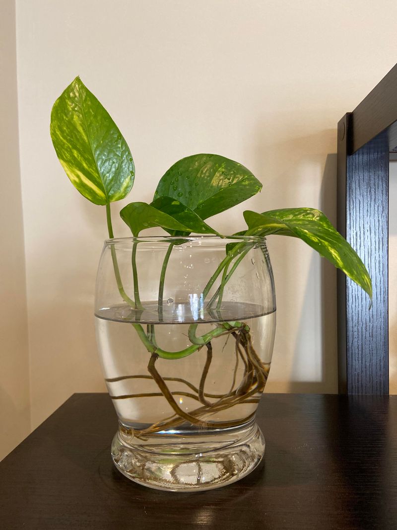 1. Pothos