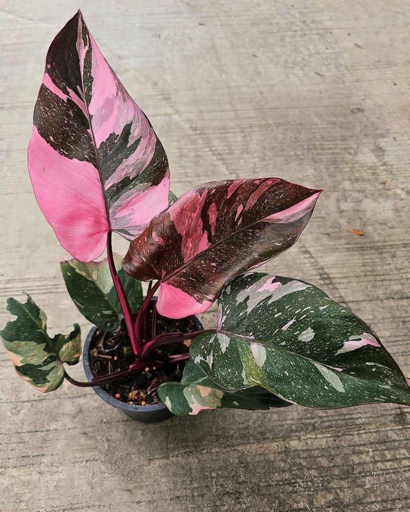 Philodendron Pink Princess