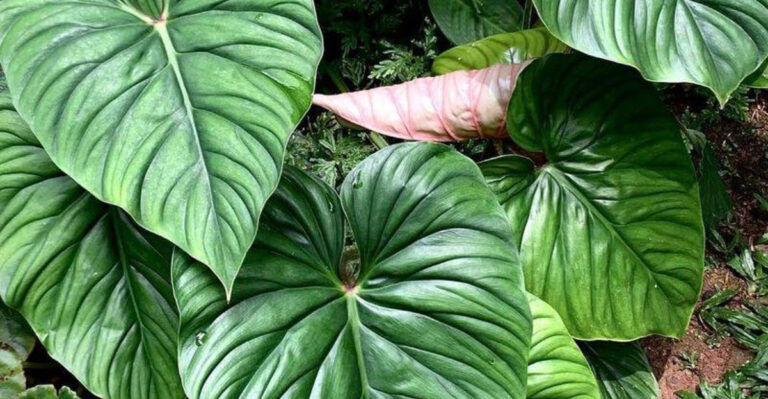 Philodendron Plowmanii