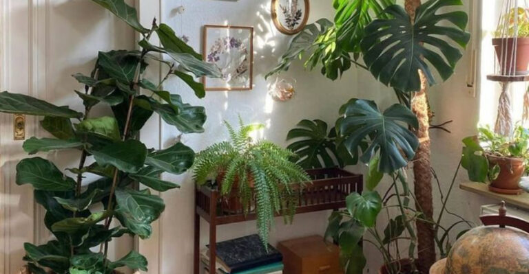 houseplants