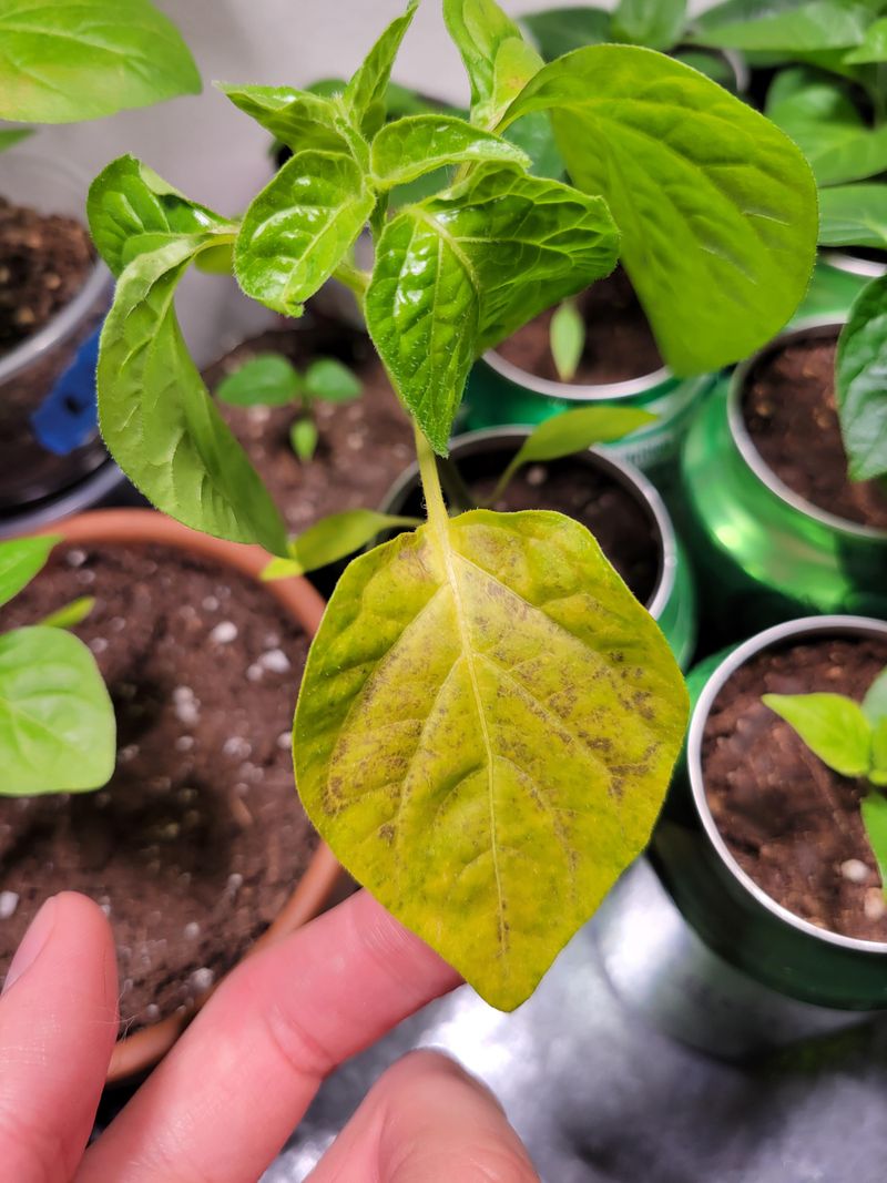 How To Tell When Magnesium Levels Are Too High
