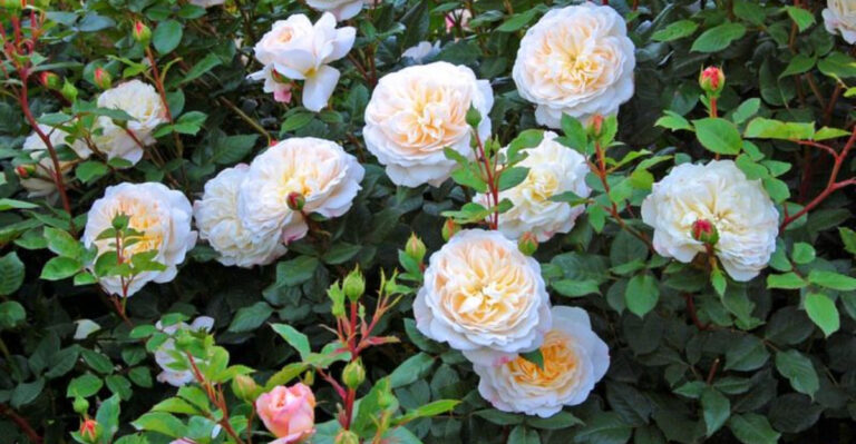 roses (featured image)