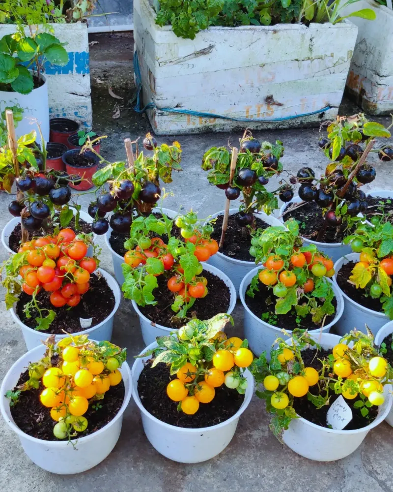 Boosts Tomato Plant Growth and Fruit Production