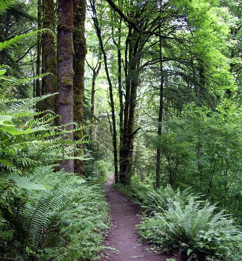 Oregon's Natural Rainfall Patterns Keep Ferns Hydrated