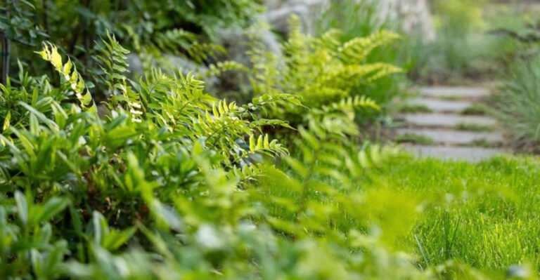 fern in backyard