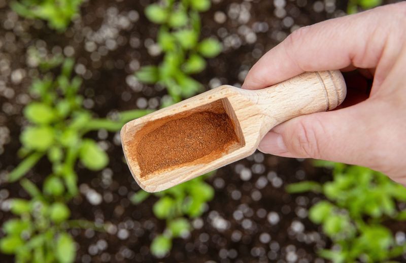 Natural Fungus Fighter For Seedlings