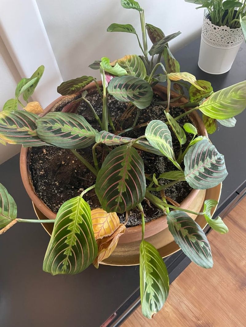 #1 Leaves Curling Up Like They're Trying To Escape The Heat