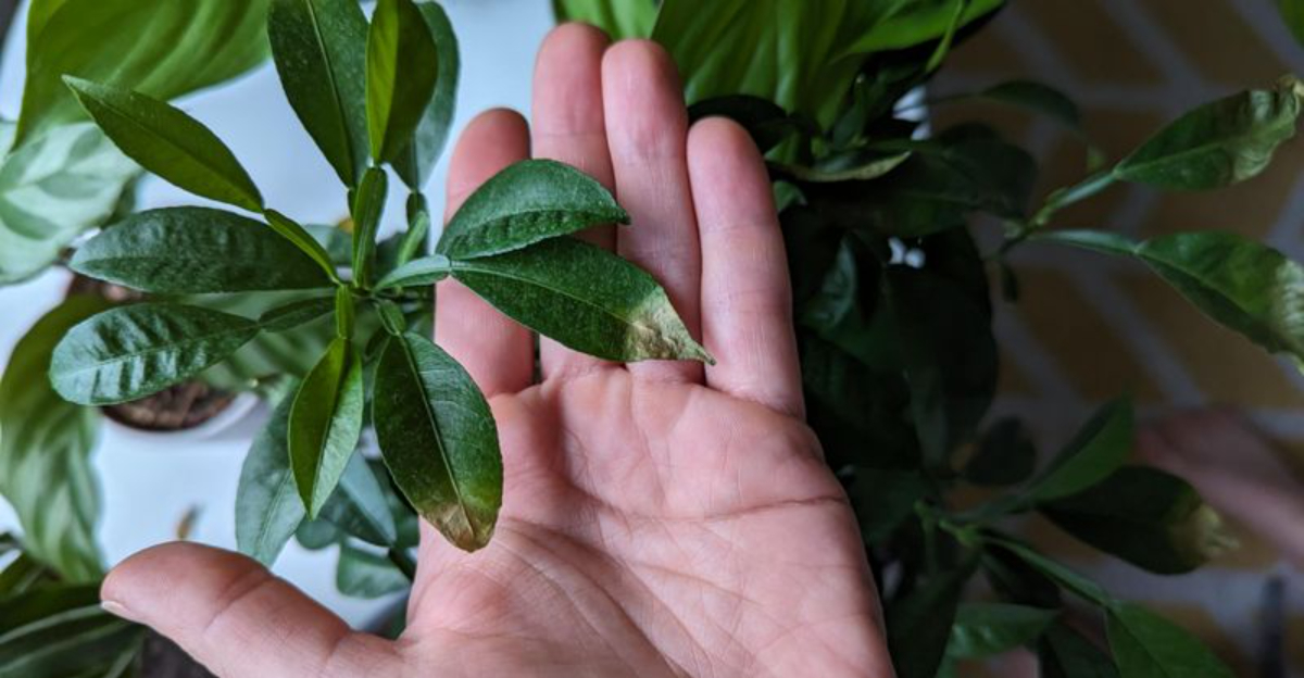 9 Signs Radiator Heat Is Slowly Stressing Out Your Houseplants