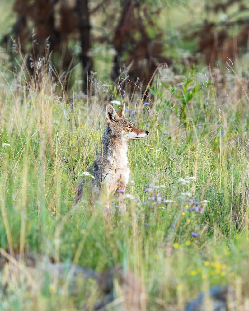 Stay Calm And Watch From A Distance