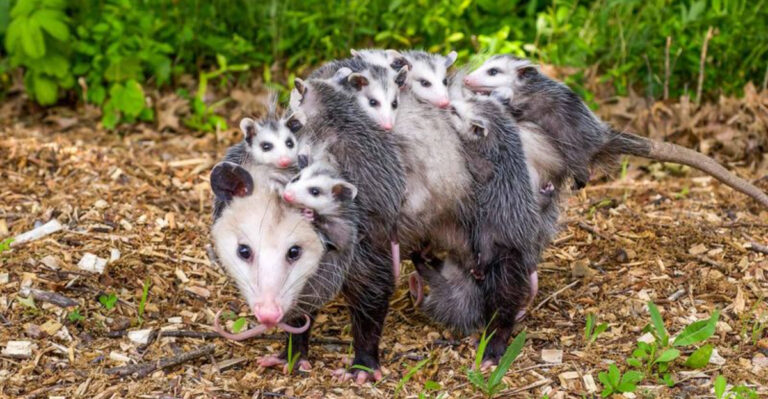 mother opposum and baby joeys