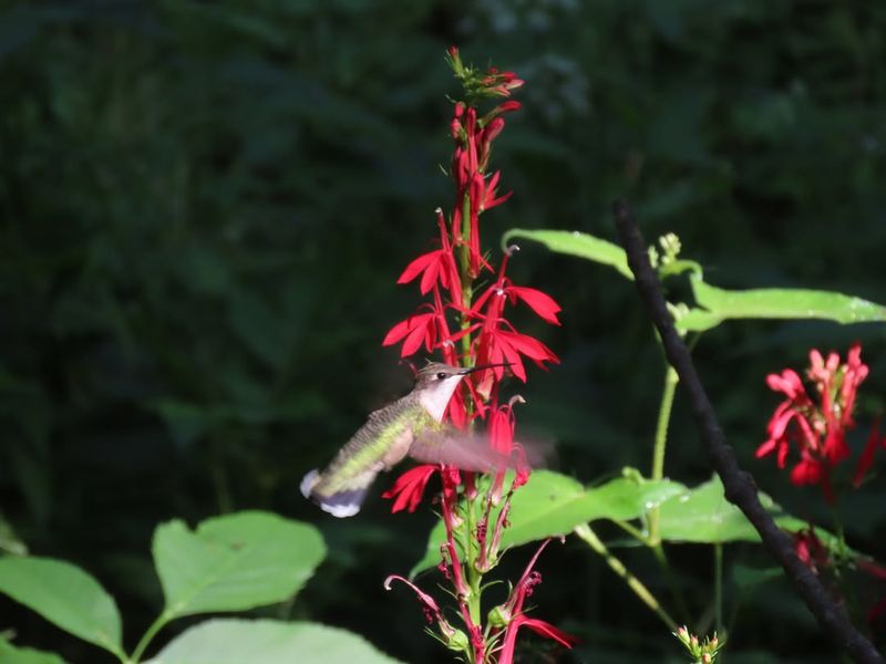 Cardinal Flower