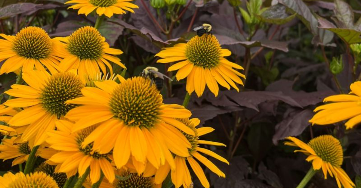 9 Surprising Uses For Echinacea Oklahoma Gardeners Shouldn’t Overlook