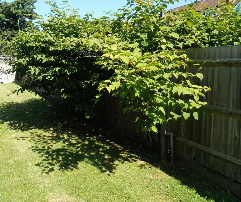 Japanese Knotweed That Spreads To Neighbours