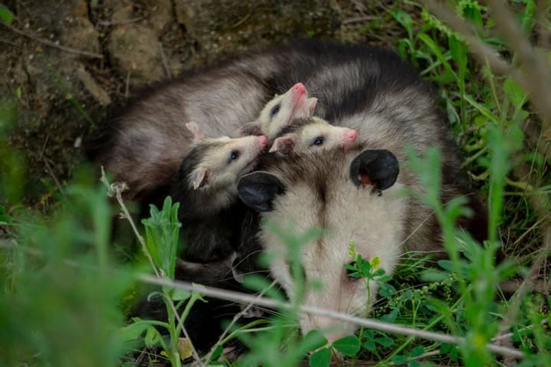 Opossums Are Protected Wildlife In California