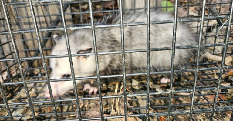 opossum in cage