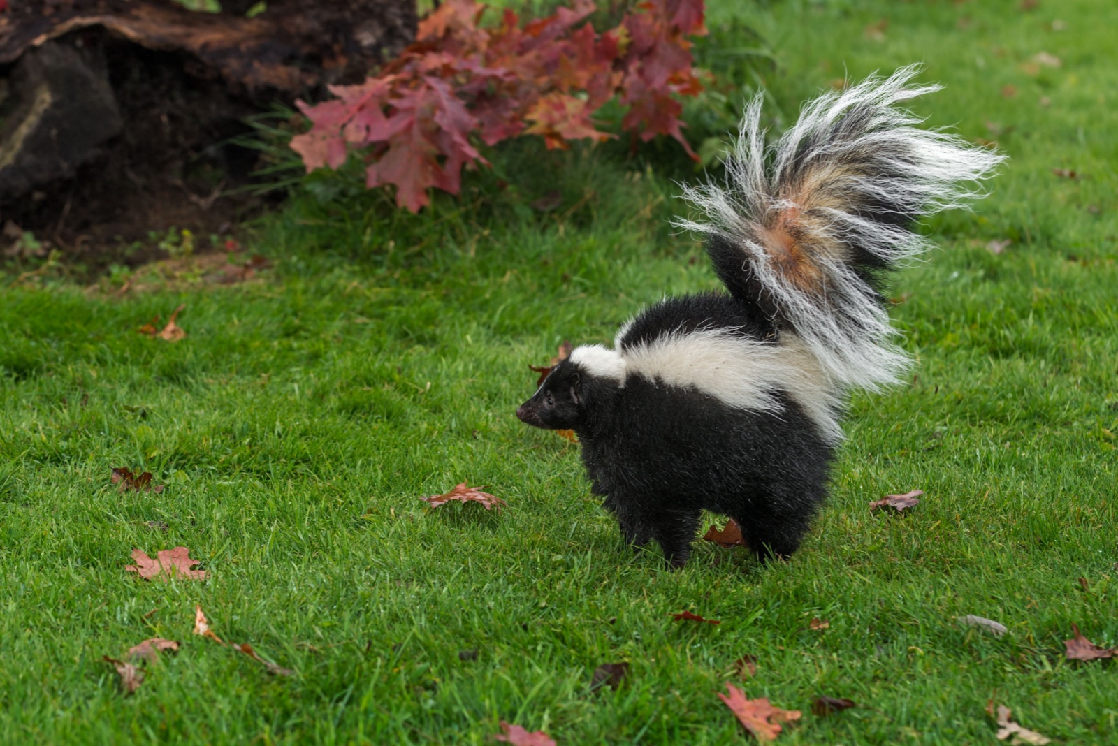 skunk in yard