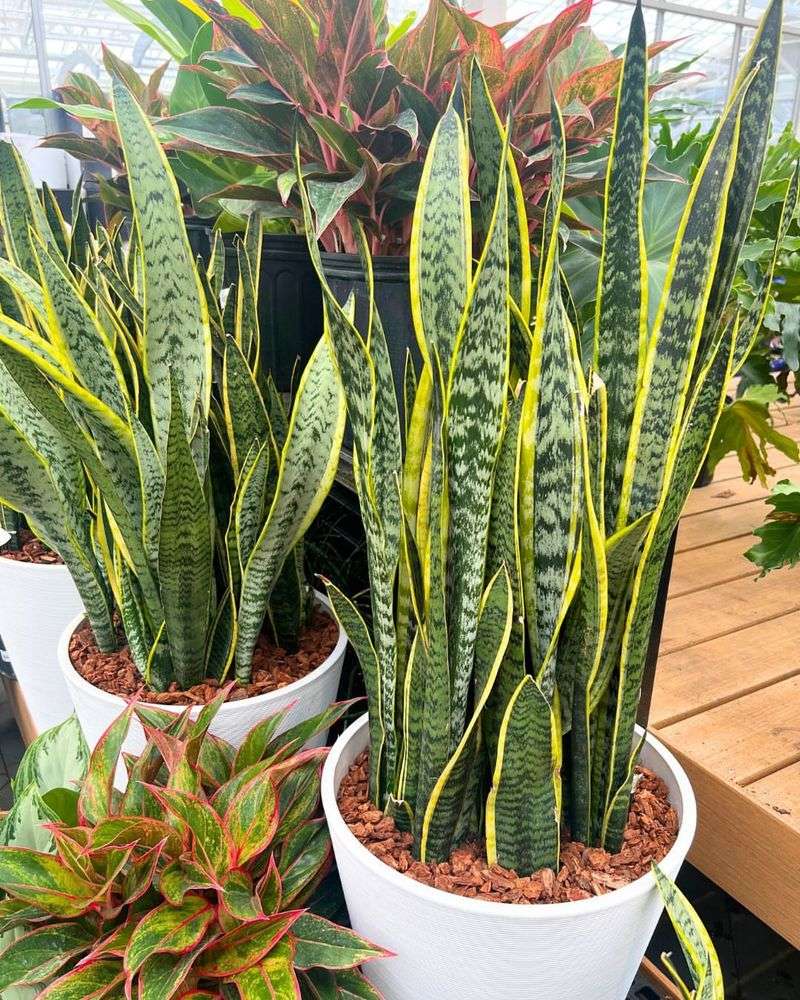 Snake Plant (Sansevieria)