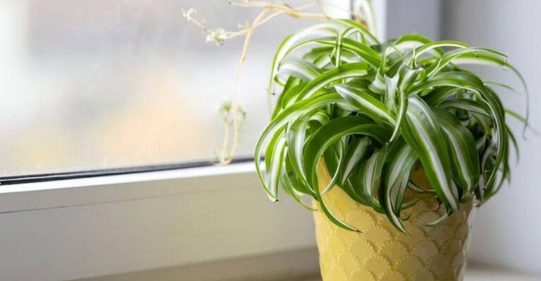 spider plant