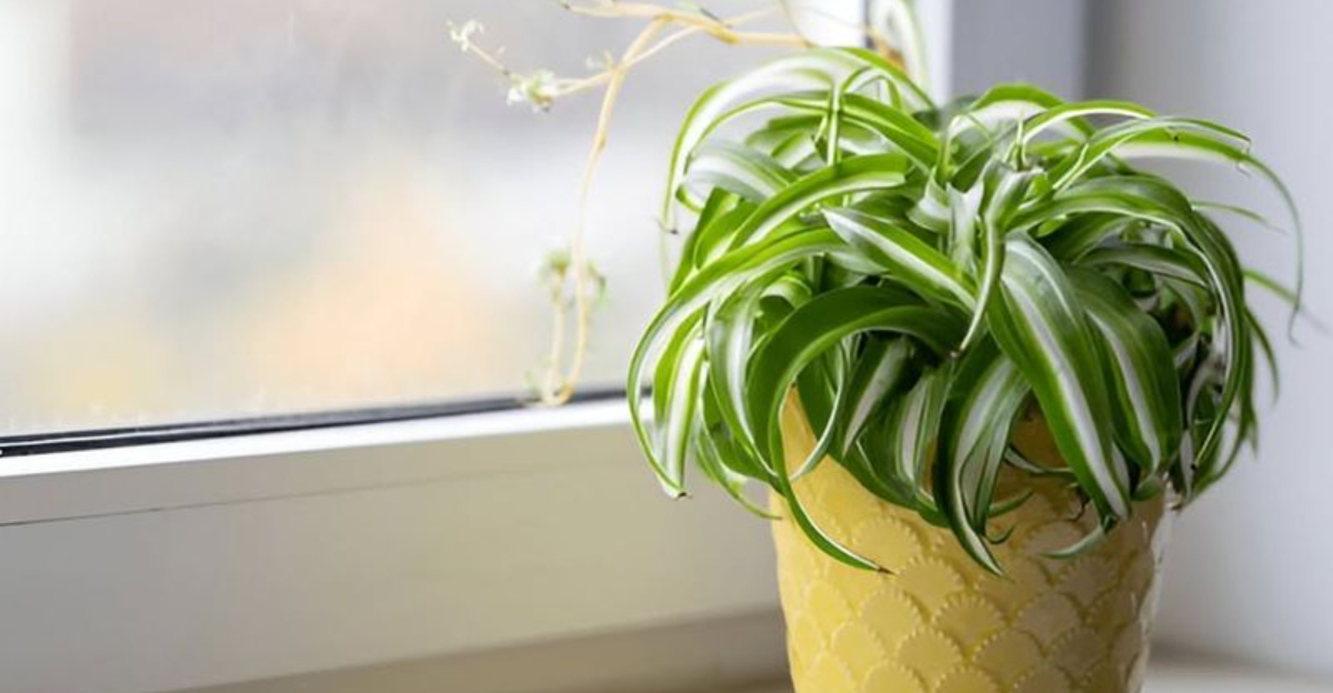 9 Tough Winter Houseplants Keeping Indiana Homes Vibrant In The Cold