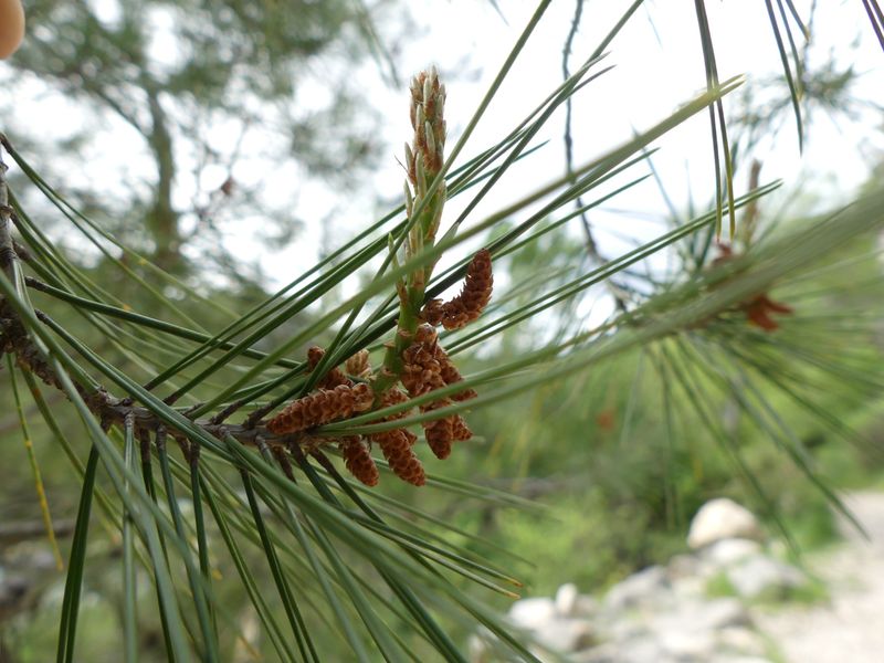 Aleppo Pine