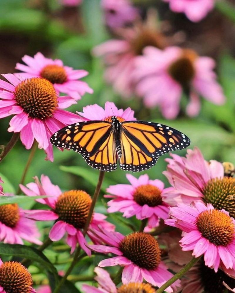 Attract Butterflies And Bees To Your Garden